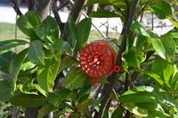 Distribution de pièges pour frelons asiatiques